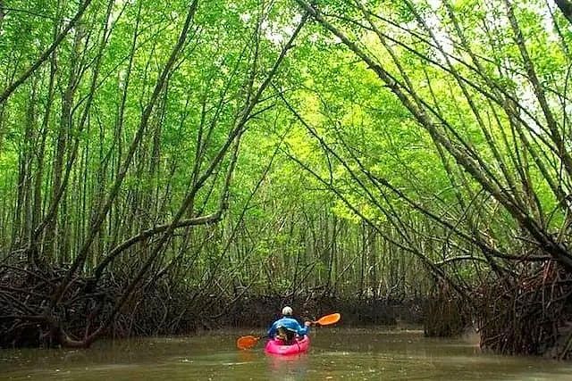 Kayaks on the Paravur backwaters near Varkala