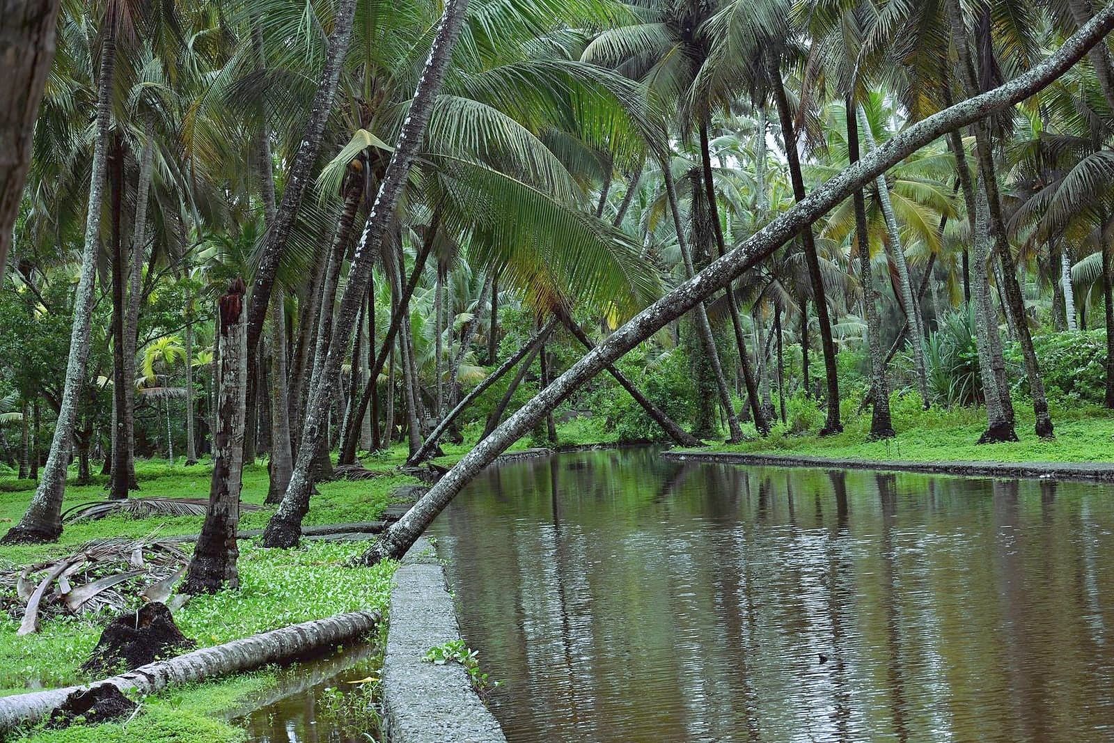 A canal among coconut palms, Kerala