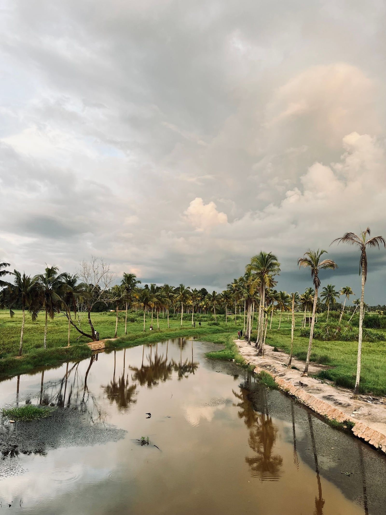 Palm trees and rice fields in Kerala