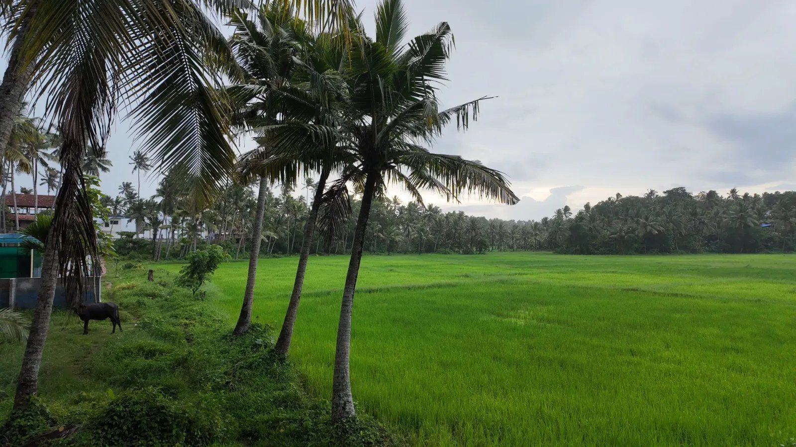Rice fields next to the center